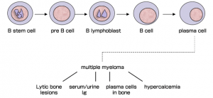 Plasma cell development and their effects on phenotypes of multiple myeloma