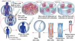 Hemato Stem Cells