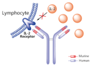 Daclizumab: A humanised therapeutic antibody against the IL-2 receptor
