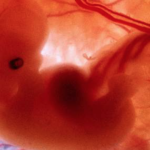 Embryons modifiés: des bébés parfaits?
